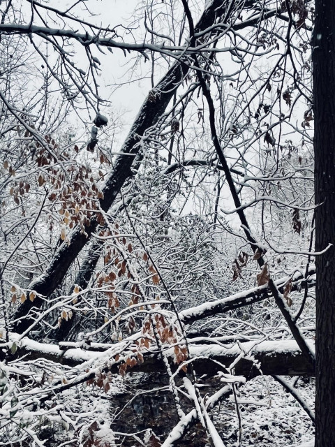 Looking left from the trail I spot an obvious side quest portal over a small creek. A triangle is created from three trees: a log lays over the creek and two trees from opposite banks lean over, indicating it might be an entry point to the Illuminati. I will wait until the creek and marsh freeze over later this year before entering. Snow covers everything in this picture I took last week.