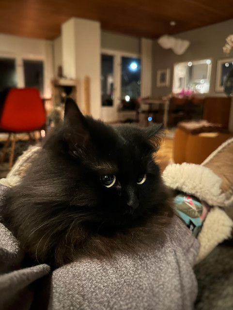 En närbild på en svart långhårig katt med gula ögon med vida svarta pupiller 