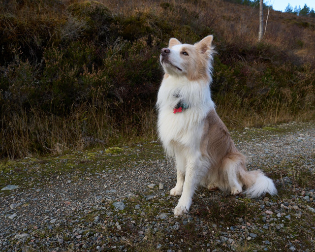 Dex the brown and white Border Collie sitting head held high on a gravel track. 