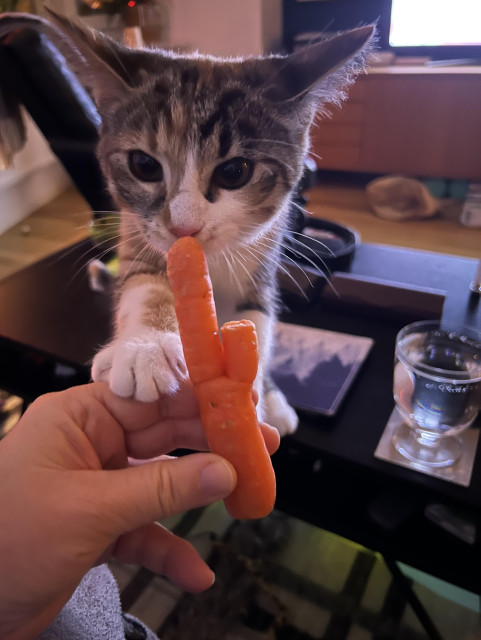 Kartunge står på bakbenen på soffbordet och försöker ta en kaktusliknande morot från mattes hand. 