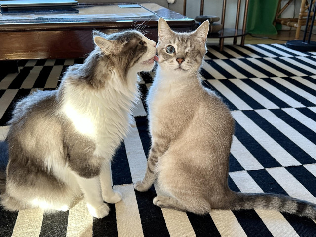 Thor, a fluffy grey and white half-Ragdoll cat, licking the face of Doots, a one-eyed Lynx Point Siamese cat, as they both sit on that ubiquitous black and white IKEA Stockholm rug, in front of a dark brown wood and glass coffee table. Thor has his eyes closed as he lovingly grooms his brother, and Doots is looking at the camera with a slightly surprised look on his face.