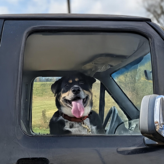 A large dog with brown, black and white fur is seen through the window of a black pickup, looking expectantly into the distance with tongue out. The background is a grassy field under a partly cloudy sky.