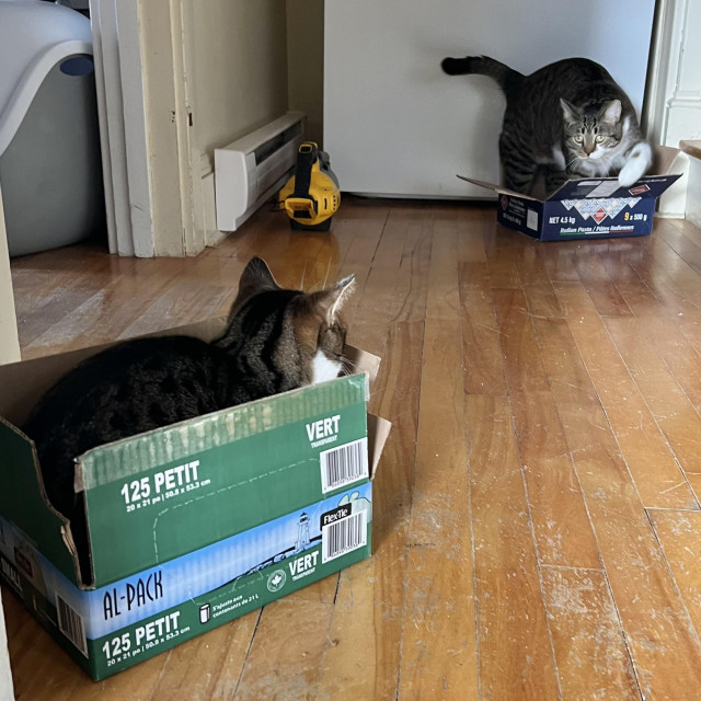 Brown & white tabby siblings, each in their own cardboard boxes
