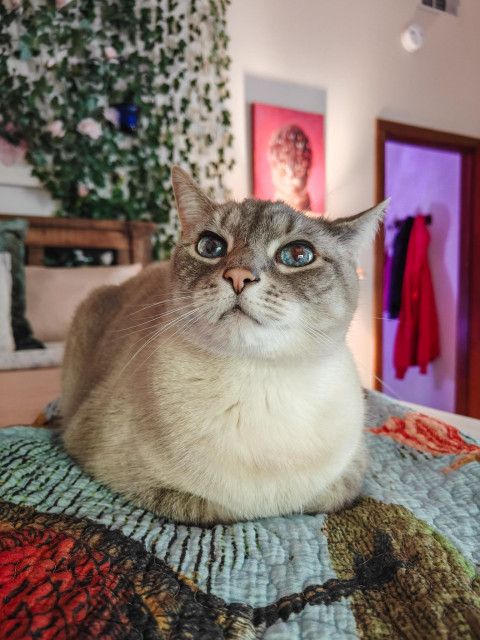 A blue eyed cat in loaf pose, on a blanket.