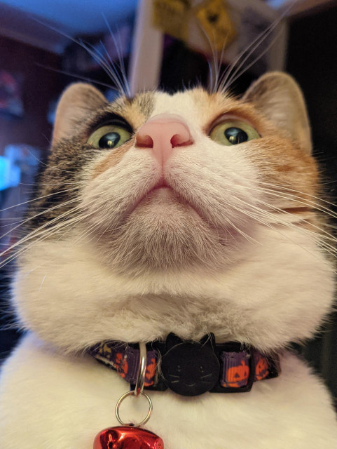 An enhanced even sillier photo of our calico cat Ophelia in selfie mode of her staring at a fly on the ceiling in the game room. She's wearing her Halloween collar with a red bell. She's adorable derpy looking lol 