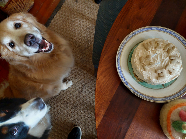 A smiling 11 year old Golden Retriever and a serious Bernese Mountain Dog look up while a small dog birthday cake sits on the wood table beside them. The cake has cookies spelling out "WINNIE 11" on top.