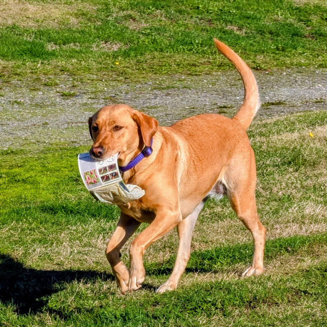 Golden lab is fetching a bag of tulip bulbs to deliver to the planting site.