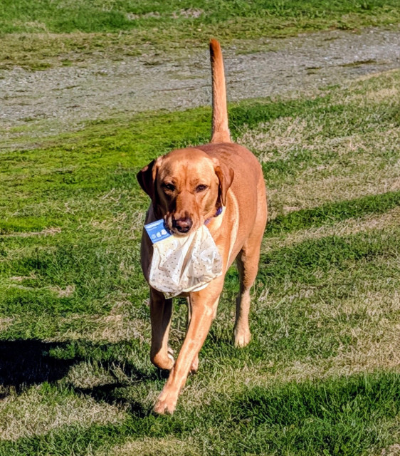 Golden lab is fetching a bag of tulip bulbs to deliver to the planting site.