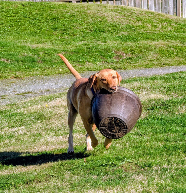 Golden lab is fetching a resin pot to deliver to the planting site.