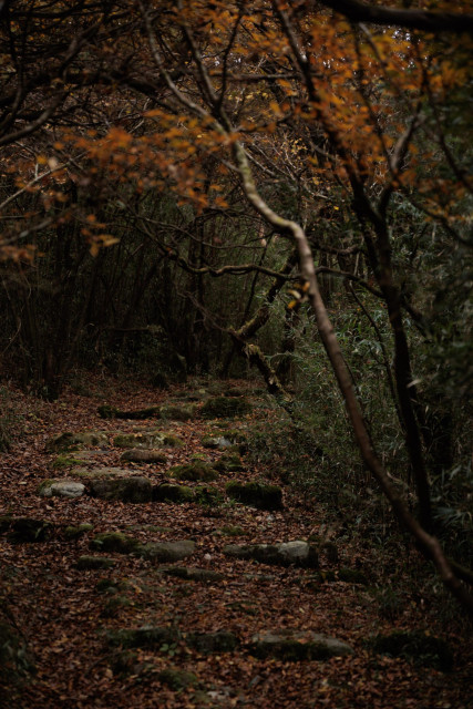 A winding, leaf-covered path through a dimly lit forest, framed by trees with orange leaves and moss-covered stones.