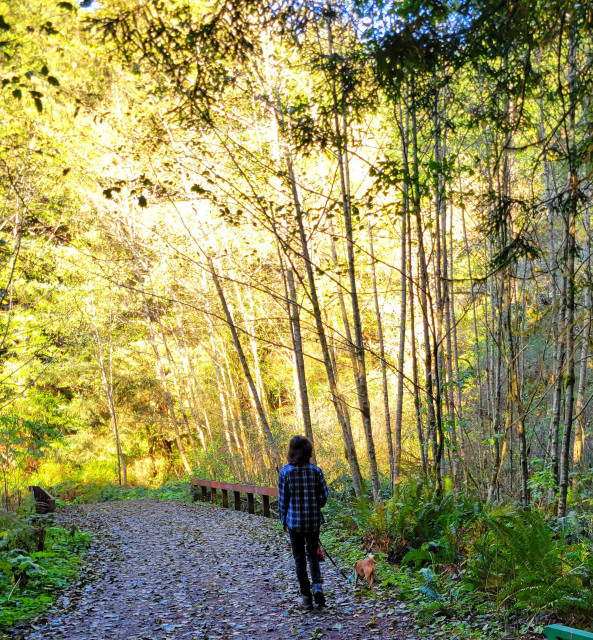 Boy and dog approaching a creek crossing with the sun making the trees seem golden.