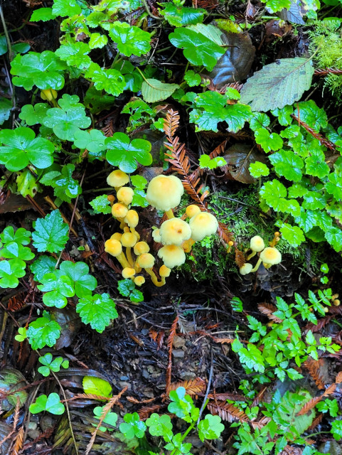 Mushrooms and moss growing on a wet log