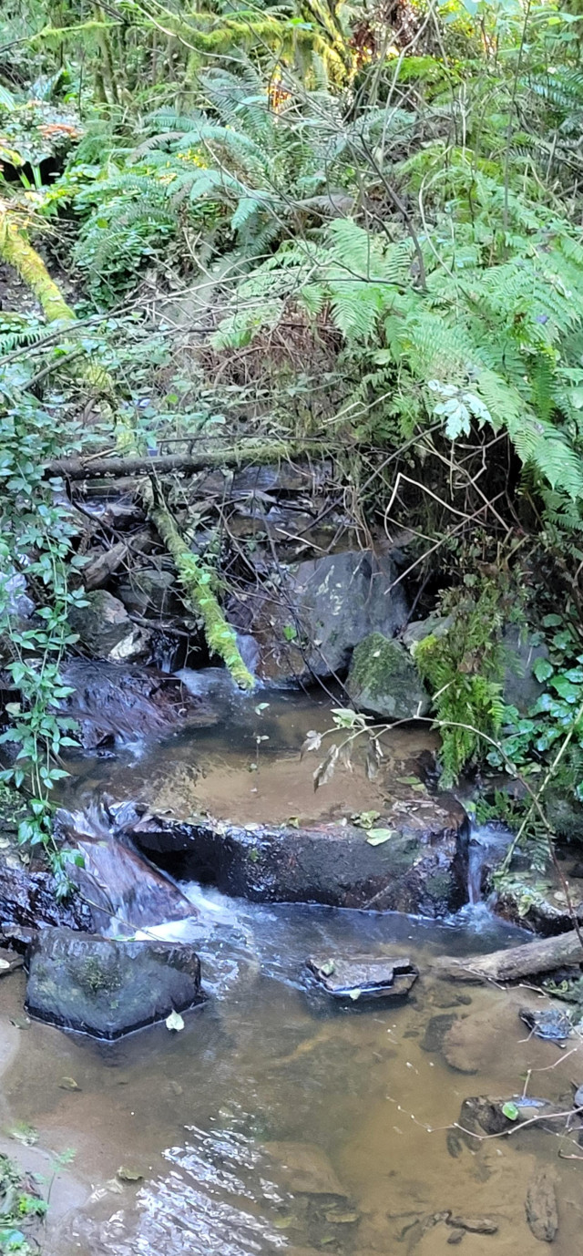 Janes Creek rippling down the hill