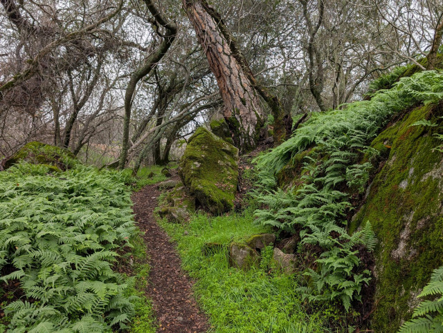 Dirt trail through green ferns. It looks like Spring, not Winter!