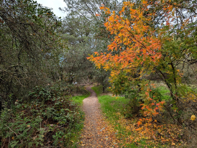Dirt trail through a woodland. There's what I think is a liquid amber tree on the right adding a splash of orange to what's otherwise a green scene.