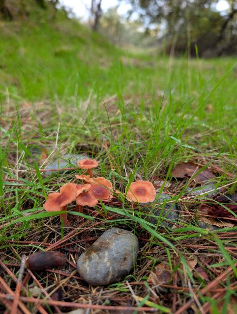 Small mushrooms in the grass