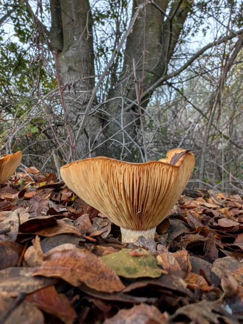A mushroom growing through fallen leaves.