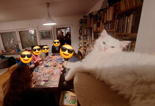 Players at overloaded table in the background. White fluffy cat in foreground.