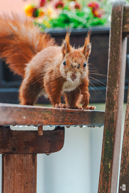 Ein nasses Eichhörnchen steht auf einem Holztisch und schaut in die Kamera.