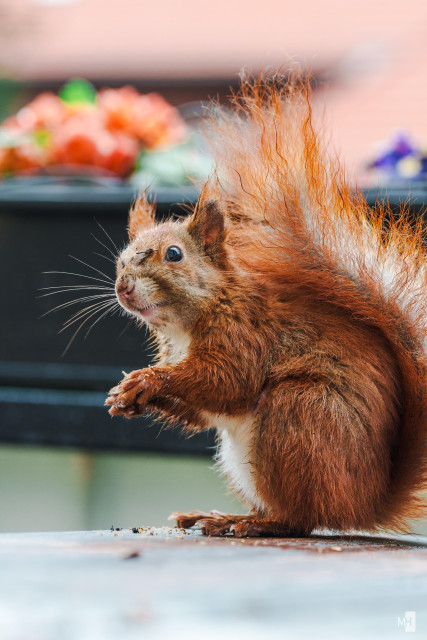 Das Eichhörnchen sitzt auf dem Tisch und schaut in die Kamera.