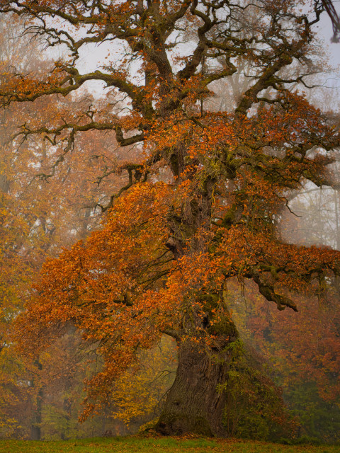 A large, majestic oak tree with intricate branches and vibrant orange leaves, surrounded by a misty landscape depicting fall colors.