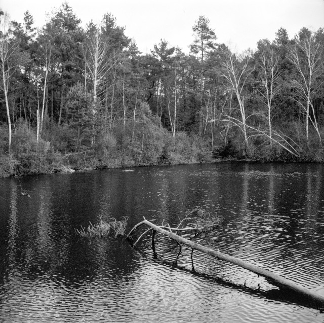 This black-and-white photograph shows a tranquil natural scene featuring a small lake surrounded by trees. The water surface reflects the shapes of tree trunks and branches, adding texture and depth. In the foreground, a fallen tree extends from the bank into the water, its bare branches reaching out above the rippling surface. The trees on the far bank are a mix of evergreens and deciduous varieties, some with leafless white branches that stand out against the darker forest backdrop. The overall atmosphere is peaceful and slightly melancholic, with soft lighting and subtle contrasts typical of black-and-white film photography