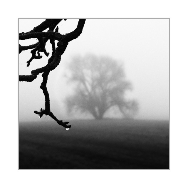 Square black-and-white photograph. In the left foreground, a small cluster of bare, twisted branches enters the frame from above, sharply defined and holding a single water droplet at the lowest tip. Behind them, the background fades into dense fog, showing only the soft, blurred silhouette of a large. The ground is dark and even, with no visible details. The contrast between the crisp branches and the diffused tree creates a clear separation of planes in the mist.