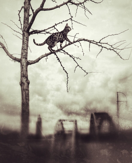 A moody black-and-white photograph featuring a Bengal cat with its distinctive spotted fur, perched confidently on the bare branches of a leafless tree. The cat is positioned midway up the tree, facing to the right. The tree stands prominently in the foreground, its silhouette contrasting against a misty, atmospheric background. In the distance, the Sternbrücke bridge and the Albinmüller Tower in Magdeburg are faintly visible, adding an urban touch to the otherwise eerie and contemplative scene. The soft focus and muted tones enhance the haunting atmosphere of the image.