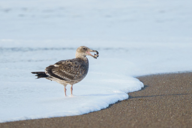 Gull with a clam in it's standing in surf