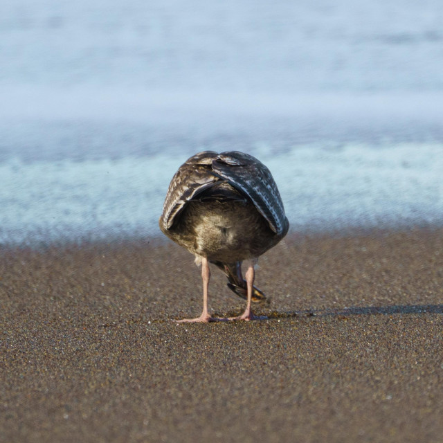 A Gull from the back, a view of its butt, head in the sand.
