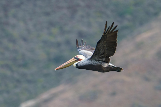 A pelican in flight, wings up and spread, neck tucked.