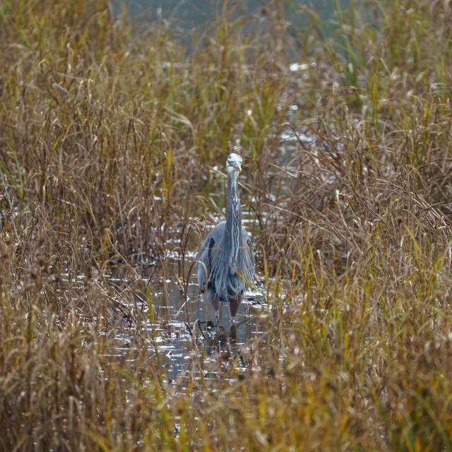 A great blue heron standing in shallow water surrounded by reeds, its thin height, dark neck markings, and front feathers add a strong vertical lined like camouflage  