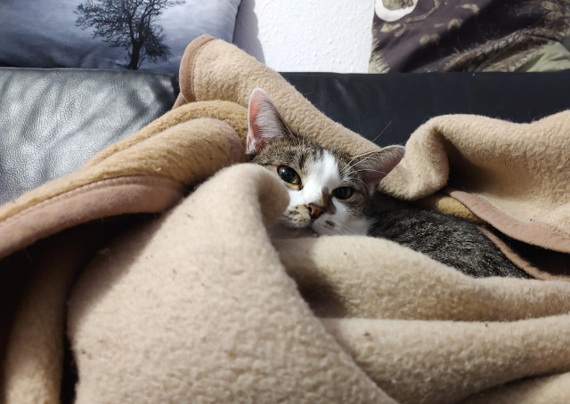 Kater Sammy liegt eingekuschelt unter einer beigen Decke auf einem schwarzen Ledersofa, nur Kopf und Ohren sichtbar.