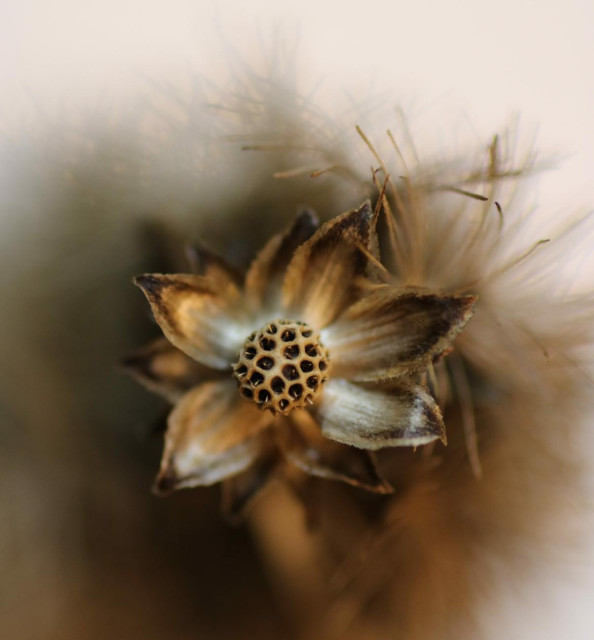 Macro photograph of a tiny dried star-shaped flower (3mm) at the very top of a brown liatris spike. A small pod with holes and filled with seeds occupies the center of the flower, vaguely reminiscent of the perforated center of a lotus blossom. The photo is taken from above, and only the flower is in focus, the spike remaining blurred in the background.

Photographie macro d'une toute petite fleur séchée en forme d'étoile (3mm) tout au sommet d'un épi brun de liatris. Une petite gousse trouée remplie de graines occupe le centre de la fleur, rappelant vaguement le centre troué d'une fleur de lotus. La photo est prise du haut et seule la fleur est au focus, l'épi demeurant flou en arrière-plan.