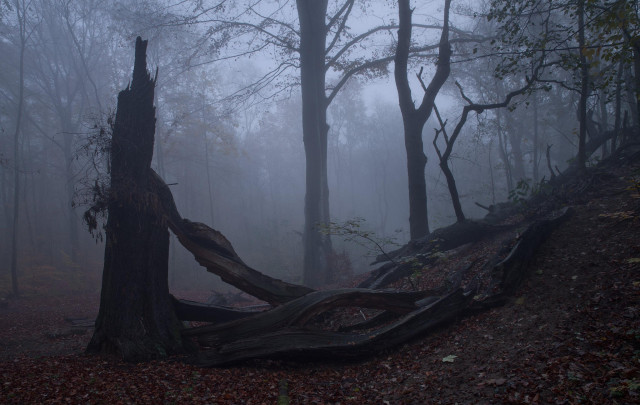 Großer, verfallener Baum im Nebel