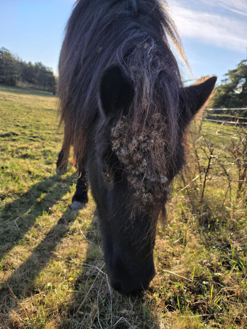 Mörkbrun häst som har hela luggen ihoptrasslad av kardborrar 