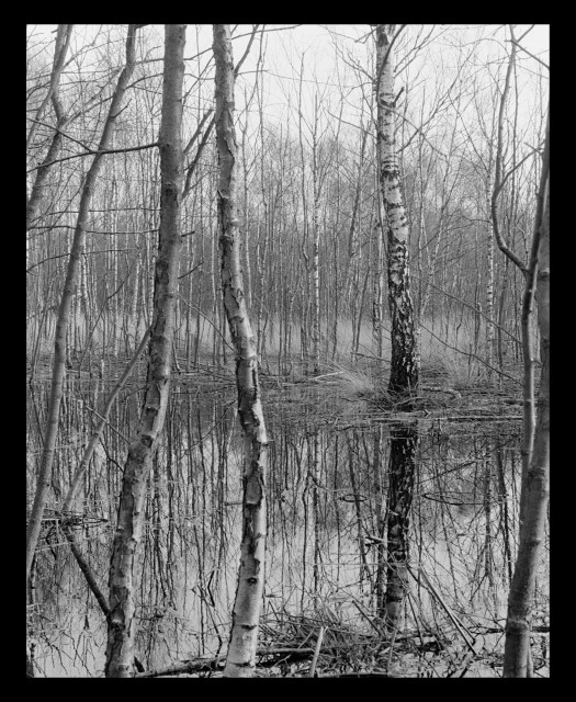 Many bare trees in the Aamsveen which are reflected in the bog creating a multitude of vertical lines.

The Aamsveen is a protected, raised bog area around the Dutch-German border. It covers more than 875 hectares (2150+ acres).

Shot is from the very early '90s.

Camera: Nikon F801s
Lens: Nikkor AF 85mm f/1.8D
Film: Ilford HP5

