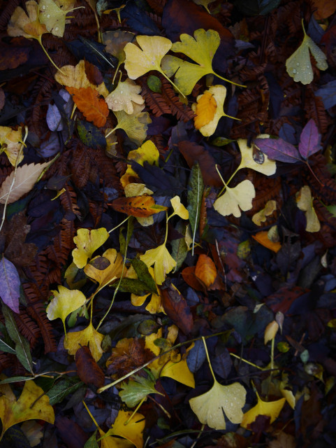 portrait of an assortment of fallen leaves and browned fern fronds, mostly deep browns and purples but throughout highlighted by bright golden green Ginkgo leaves. Fall has fallen. 