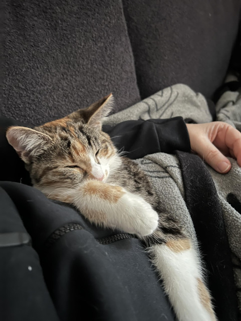 Kattunge ligger i mattes knä i soffan och sover, har fleecefilt uppdragen till under frambenen.