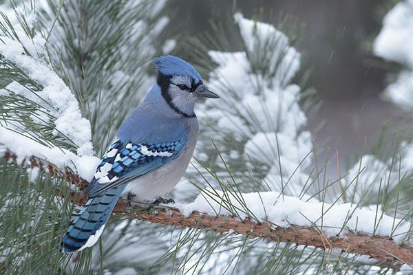 The head of the bird is just left of the middle and one third from the top of the photo.
The bird is sitting on a branch with snow.It is facing to the right.