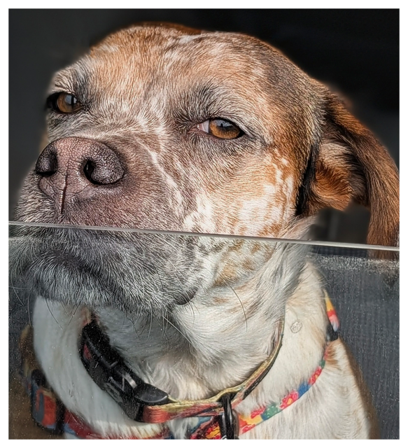 A close-up of a large dog amber eyes, short white fur, and brown markings and spots in a truck with rolled-down window.  dog wears bright collars and appears to be giving "side eye" or a skeptical look as they make eye contact. 