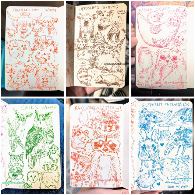 Compilation of 6 photos of sketchbook pages. Top row consists of sketches of Highland Cows, Opossums and Seals. Bottom row consists of drawings of Owls, Raccoons, and Elephant Shrews.