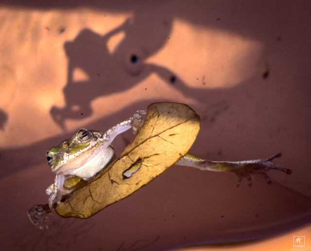 Color photo of a frog floating in water hanging onto a leaf with its shadow on the bottom of the water container behind it. 
