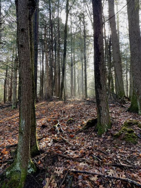 Portrait photo of a spot in the forest where medium sized hemlock and deciduous trees grow straight toward the sky without a lot of lower branches. They are on a slight slope that is covered with needles and leaves. In the background you can see other trees in full. The sun is low in the sky and shining bright, lighting up the forest in a morning glow that pierces the spaces between the trees.