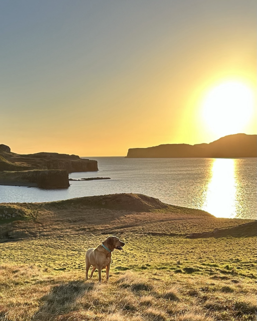 The image captures a beautiful sunset over a coastal landscape, likely in Northern Skye, Scotland, with a dog in the foreground.   * The photo shows a red fox Labrador Retriever standing on a grassy hill, looking out towards the water.  * The sun is low on the horizon, casting a bright reflection on the sea and illuminating the hills in warm golden light.  * The cliffs across the water are likely part of the Isle of Skye * The scene suggests a serene and picturesque moment in a natural, rugged environment.