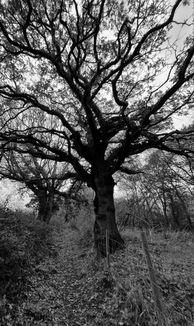 A black and white image of an oak tree on the side of a path. A gloomy day makes the dark oak appear in silhouette although the bark texture can be seen on the main trunk. A barbed wire fence runs along the edge of the path.