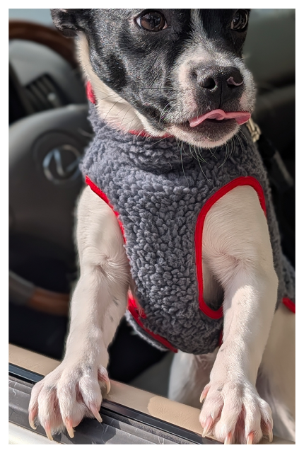 	
A small black and white dog in a gray fleece vest with red trim stands with its front paws on a car door, looking outside with its tongue slightly out. The car’s steering wheel and dashboard are visible in the background.