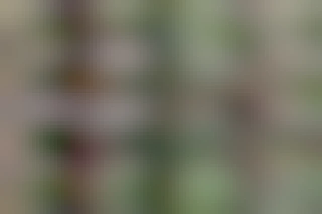 Un écureuil sur une branche , passe derrière un arbre avec du lierre en sautant. On apercoit sa queue et son corps mais pas sa tête