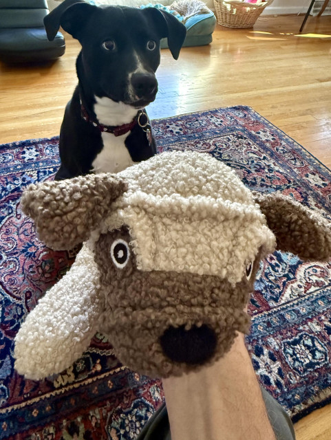 Bubbles the dog, sitting nicely but looking anxious as she looks at me holding her newest toy (a stuffed puppy).