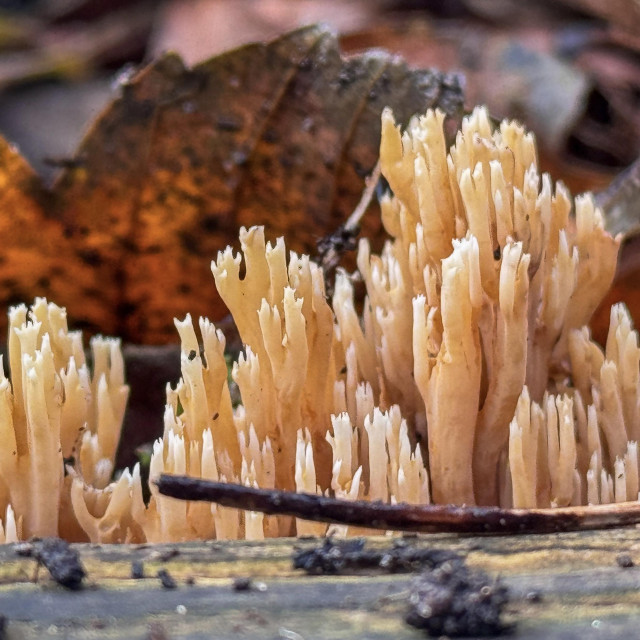 A pink-orange fungus growing vertically. It resembles very upright coral with little branches coming off at the top